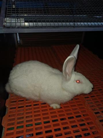 wit van dendermonde ram beschikbaar voor biedingen