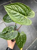 Anthurium Villenaorum x Luxurians, Huis en Inrichting, Kamerplanten, Ophalen of Verzenden