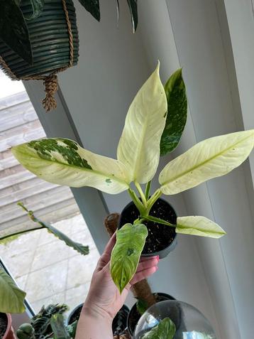 Philodendron Jose Buono beschikbaar voor biedingen