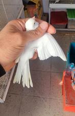 Kanaries pop recessief 2024, Vrouwelijk, Kleurkanarie