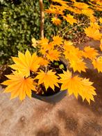 Acer Ayae Gasa Sieboldianum, japanse esdoorn, Tuin en Terras, Ophalen