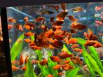 Platy Rouge, Dieren en Toebehoren, Vissen | Aquariumvissen