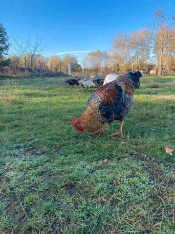 Haan te koop beschikbaar voor biedingen