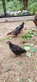 Koppel Hollandse krielen, Dieren en Toebehoren, Meerdere dieren, Kip
