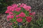 sedum herfstfreude in pot, Tuin en Terras, Planten | Tuinplanten, Ophalen, Vaste plant