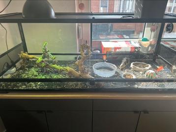 Pogona et terrarium  disponible aux enchères