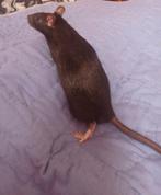 4 rats mâles à donner.  Lire l' annonce, merci., Animaux & Accessoires, Rongeurs