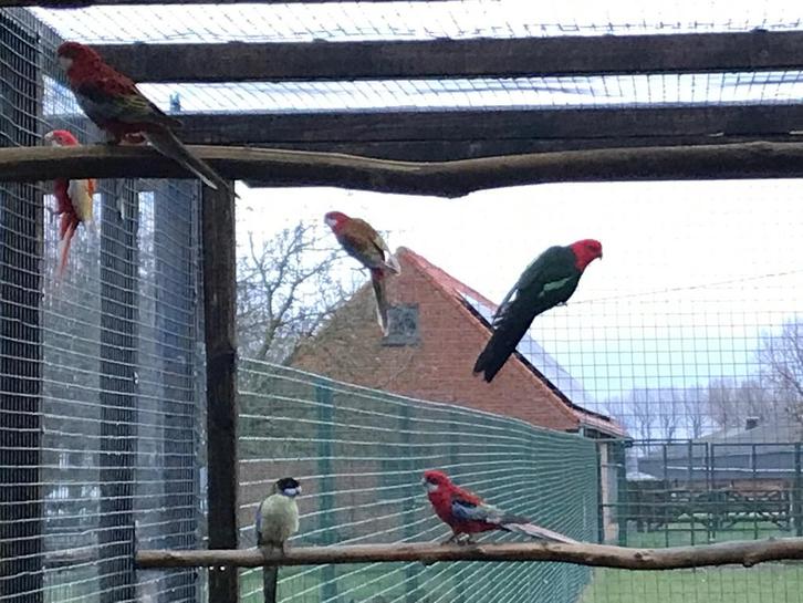 Kweek 2025, Dieren en Toebehoren, Vogels | Parkieten en Papegaaien