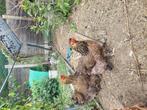 Brahma goud patrijs hen, Dieren en Toebehoren, Pluimvee