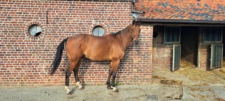 Allround recreatie paard, Animaux & Accessoires, Chevaux, Hongre, M, 175 cm ou plus, 11 ans ou plus, Cheval de récréation, Avec pedigree