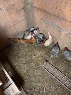 Pluimvee, Dieren en Toebehoren, Pluimvee, Meerdere dieren, Kip