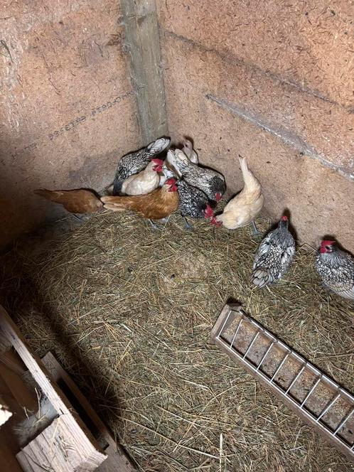 Pluimvee, Dieren en Toebehoren, Pluimvee, Kip, Meerdere dieren