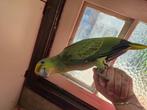 Amazone bodini papegaai, Dieren en Toebehoren, Vogels | Parkieten en Papegaaien, Papegaai, Geringd