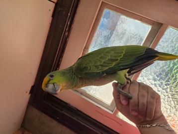 Amazone bodini papegaai  beschikbaar voor biedingen