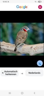 Bandvink rood, Animaux & Accessoires, Oiseaux | Oiseaux Autre