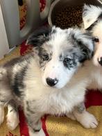 Border collie, Collections, Collections Animaux