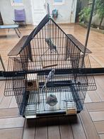 Perruches mâles et femelles avec cage chinoise, Comme neuf, Enlèvement ou Envoi, Métal, Cage à oiseaux