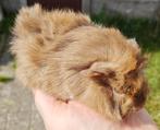 Cavia zeugje, Dieren en Toebehoren, Knaagdieren, Juni, Vrouwelijk, Cavia