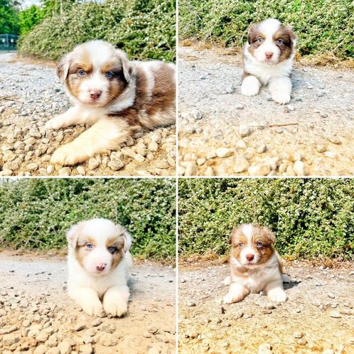 Alleen Belgische pootjes hier geboren "Australische herder", Dieren en Toebehoren, Honden | Herdershonden en Veedrijvers, Meerdere dieren