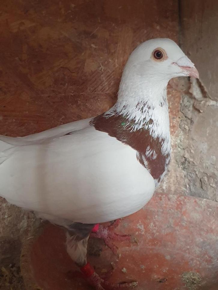 Pigeons voyageur avec pedigree, Animaux & Accessoires, Oiseaux | Pigeons, Pigeon voyageur, Plusieurs animaux