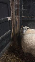 Ram, Dieren en Toebehoren, Mannelijk, Schaap, 0 tot 2 jaar