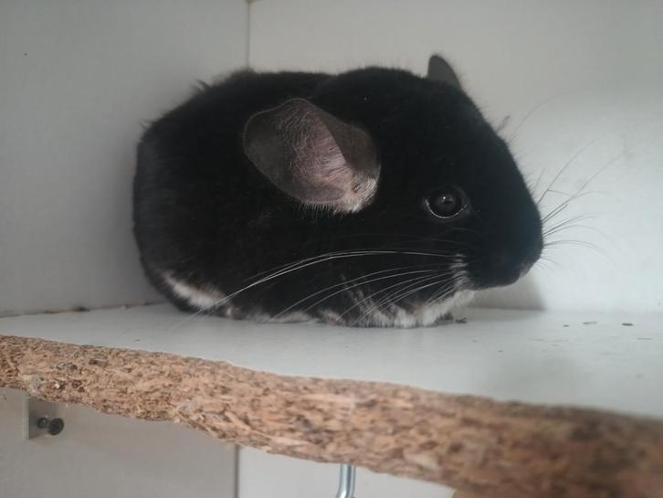 Chinchilla duo: moeder en dochter, Dieren en Toebehoren, Knaagdieren, Chinchilla, April, Tam
