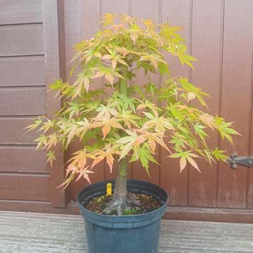 Bonsai Acer Palmatum 15j. Nr.28 beschikbaar voor biedingen