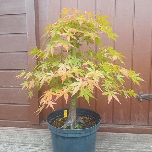 Bonsai Acer Palmatum 15j. Nr.28, Tuin en Terras, Planten | Bomen, Ophalen