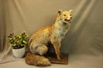 Opgezette vos - taxidermie, Verzamelen, Dierenverzamelingen, Ophalen of Verzenden, Gebruikt, Wild dier, Opgezet dier