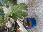 Planten, Ophalen