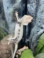 Wimpergekko lilly white vrouw 22ONxLU3