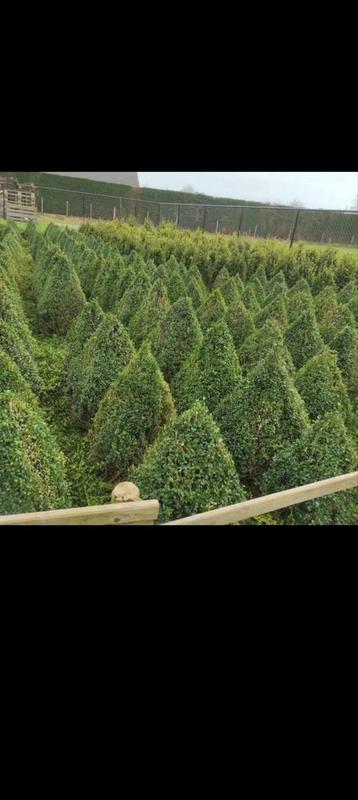 Buxus jaren zelf aan gekweekt beschikbaar voor biedingen