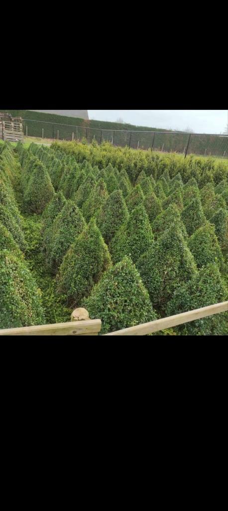 Buxus jaren zelf aan gekweekt, Jardin & Terrasse, Gazon & Gazon artificiel, Comme neuf, Enlèvement