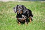 Kortharige Teckel pups te koop (blue merle), Dieren en Toebehoren, Standaard, 15 weken tot 1 jaar, CDV (hondenziekte), Meerdere