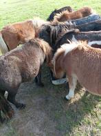 Pony, Dieren en Toebehoren