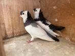 Couple de felegyhazers, Plusieurs animaux, Pigeon culbutant ou Roller