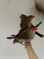Koppel oranjekaakjes, Dieren en Toebehoren, Vogels | Overige Vogels