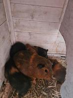 Cavia's, Dieren en Toebehoren, Knaagdieren, Augustus, Mannelijk, Cavia