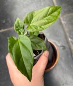 Anthurium Balaoanum, Huis en Inrichting, Kamerplanten, Ophalen of Verzenden