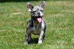 Franse Bulldog pups te koop (blue merle)