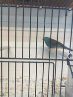 Exoten ceres zebravinken blauwe kopblauwfazantjes en losse m, Dieren en Toebehoren