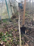 Esdoorn, Enlèvement