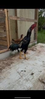 Thai shamo