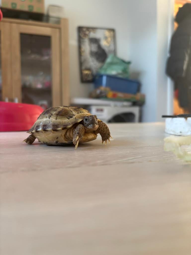 2 vierteen landschildpadden met bak, Maison & Meubles, Ameublement | Revêtements de sol, Comme neuf, Enlèvement