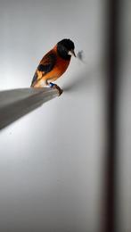 Koppel kapoetsensijs, Dieren en Toebehoren, Vogels | Overige Vogels, Geringd