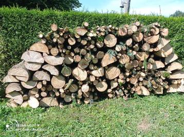 Bois de Chauffage Epicéa coupé en août 2024 en 1m beschikbaar voor biedingen