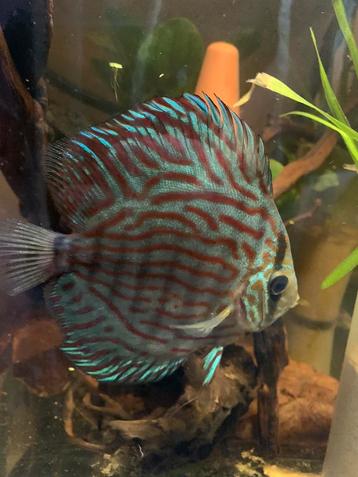 Discus (+15cm)