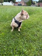 Franse bulldog dekreu ( niet te koop ), Dieren en Toebehoren, Reu, CDV (hondenziekte), Bulldog, Eén hond