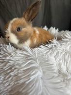 Konijnen, Dieren en Toebehoren, Konijnen, Meerdere dieren, Klein, Hangoor, 0 tot 2 jaar