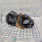 Prachtig jong cavia beertje - Mr Orange - adoptie, Dieren en Toebehoren, Mannelijk, Cavia, Tam